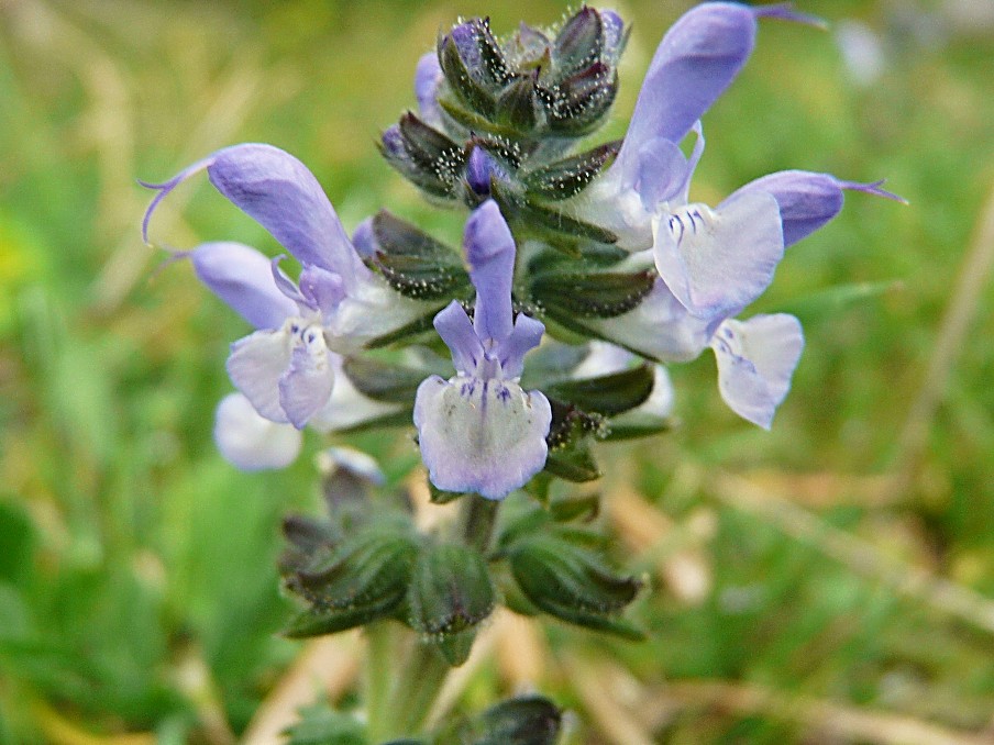 Salvia verbenaca / Salvia minore